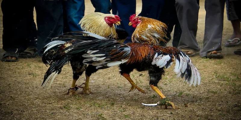                           Giao diện thân thiện và dễ thao tác của Đá gà